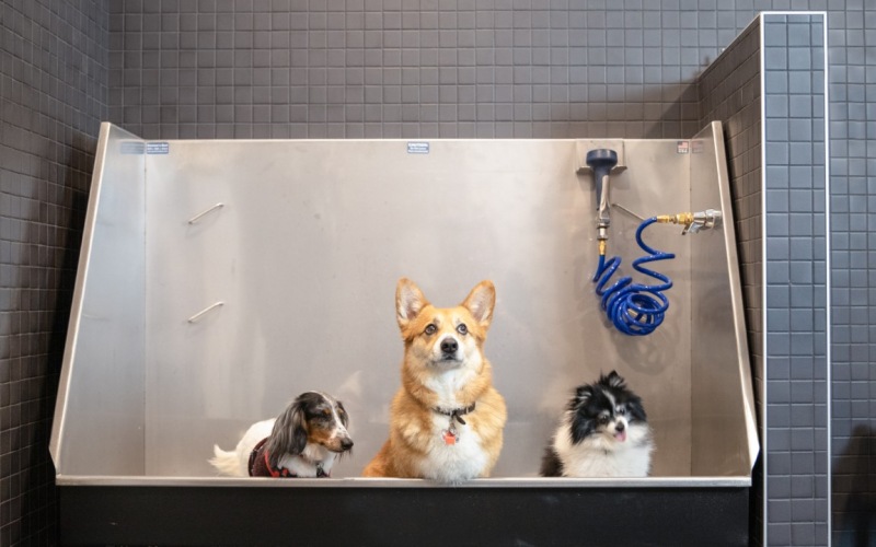 Pet wash and groom station